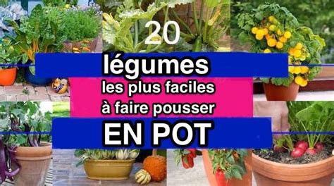 Variété de plants de légumes en pots