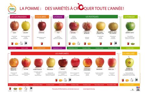 Calendrier des saisons des pommes