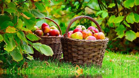 Panier de cueillette de pommes