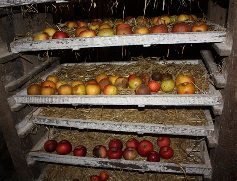 Pommes conservées dans une cave