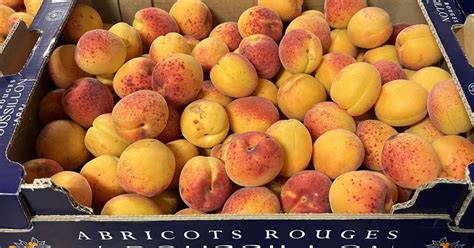 Illustration de l'abricot 'Rouge du Roussillon'