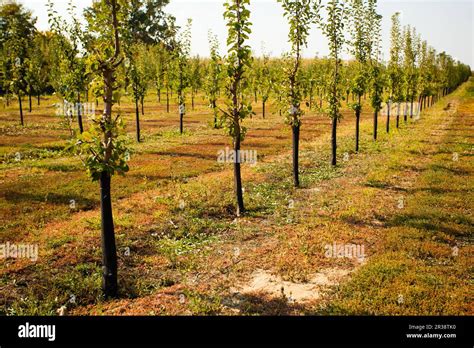 Jeunes arbres fruitiers fraîchement plantés dans un verger