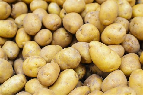 Pomme de terre Ostara
