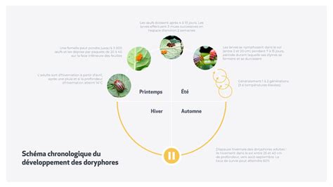 Diagramme illustrant le cycle de vie du doryphore