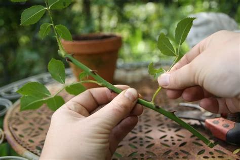 Préparation d'une bouture de rosier : coupe sous un nœud et retrait des feuilles