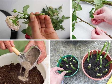 Boutures de rosiers plantées en pots