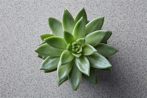 Plantes succulentes variées exposées à la lumière