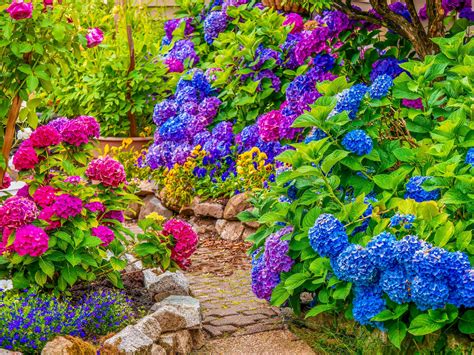 Hortensia en fleur avec des couleurs vives