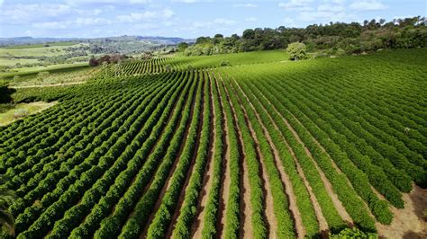 Paysage typique d'une fazenda brésilienne avec ses plantations de café et ses allées de palmiers impériaux