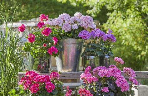 jardin fleuri avec des géraniums colorés