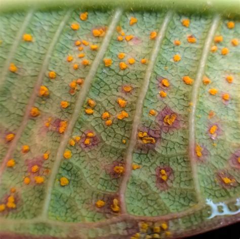 illustration des symptômes de la rouille sur une feuille de géranium