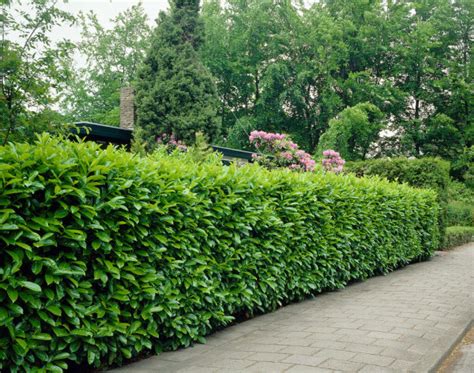 Haie de Prunus laurocerasus 'Rotundifolia' bien taillée dans un jardin résidentiel