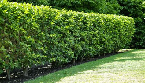 Schéma illustrant l'espacement correct entre les plants de laurier pour une haie