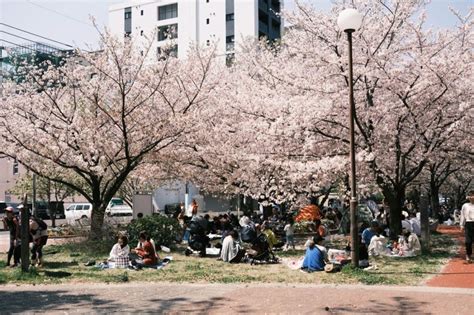 Famille profitant du Hanami sous les cerisiers en fleurs
