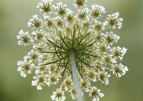 Détail d'une ombelle de carotte sauvage montrant ses bractées caractéristiques