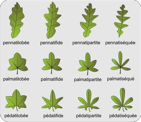 Illustration botanique montrant les différentes variétés de feuilles de lierre (lobées et entières)