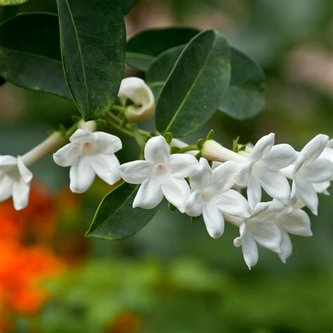 fleurs blanches parfumées du jasmin de Madagascar