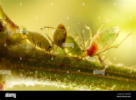 pucerons sur une tige de plante