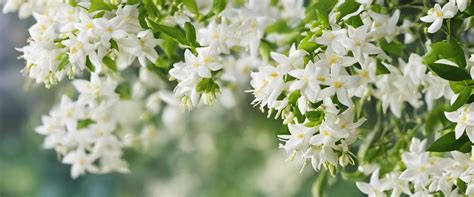 calendrier de floraison du jasmin