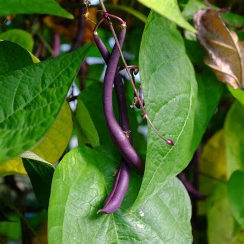 Photo d'une variété de haricot grimpant avec des gousses violettes et vertes