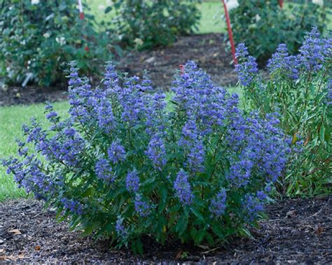 Caryopteris en pleine floraison