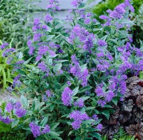 Emplacement idéal pour le Caryopteris