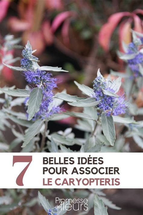 Idées d'association pour le Caryopteris