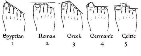 Schéma anatomique comparant les pieds grecs, romains et égyptiens pour le choix du chausson