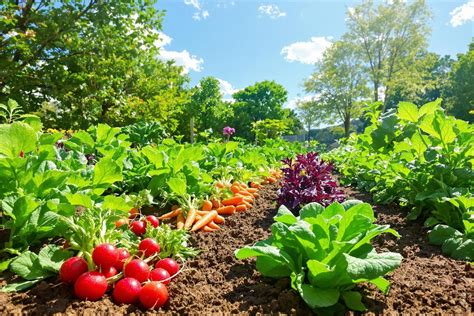 champ de légumes frais avec le soleil couchant