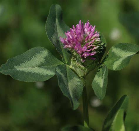 Champ de trèfle violet en pleine floraison avec ses inflorescences caractéristiques