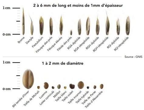 Schéma illustrant la profondeur idéale de semis du trèfle violet (1 cm)