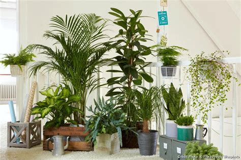 Plantes vertes dans un appartement moderne