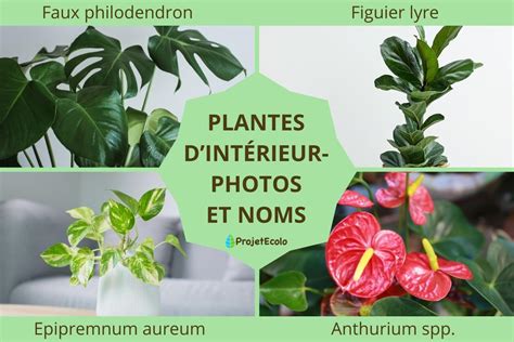 Schéma de tarification des plantes d'intérieur