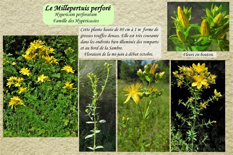 Illustration montrant le feuillage perforé caractéristique du millepertuis