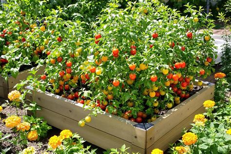 Photo de pieds de tomates cerises dans un potager urbain
