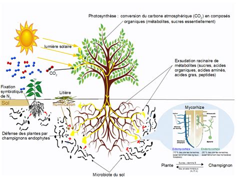 Schéma illustrant la symbiose entre les racines du cannabis et les micro-organismes du sol nourris par la mélasse