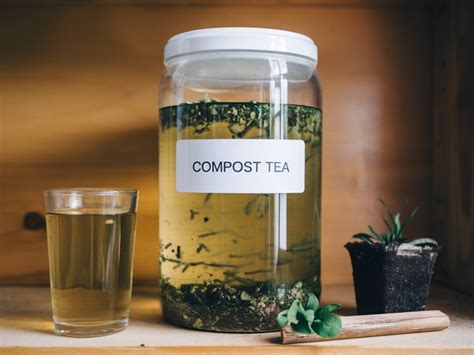 Illustration d'une infusion de thé de compost oxygéné avec ajout de mélasse dans un seau avec bulleur