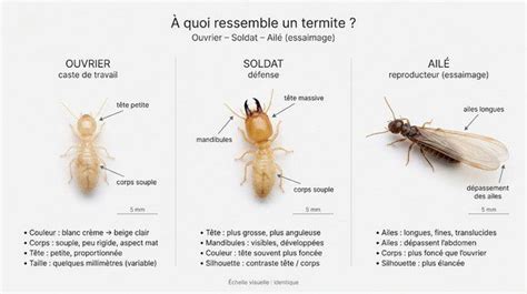 Infographie comparant les caractéristiques physiques des termites et des collemboles
