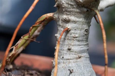 Un Ficus ginseng aux racines aériennes torsadées posé sur un bureau