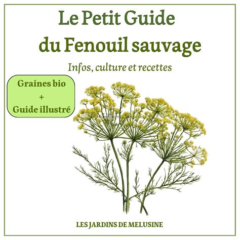 Schéma comparatif entre fenouil bulbeux et fenouil sauvage