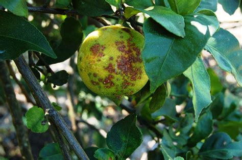 citronnier avec taches brunes sur les fruits