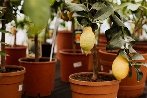 calendrier d'entretien préventif du citronnier