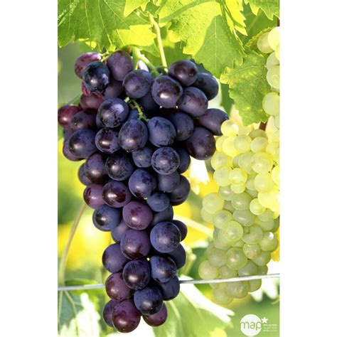 Grappes de Muscat de Hambourg mûres