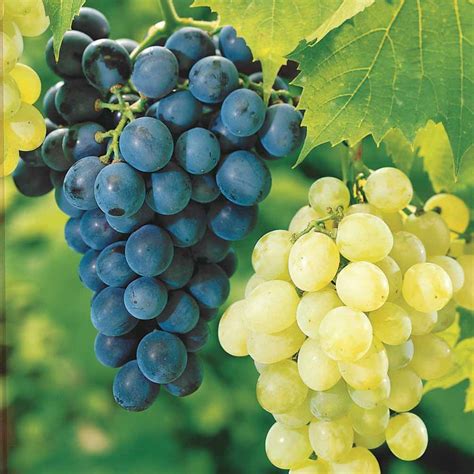Tableau comparatif Muscat de Hambourg, Chasselas, Italia