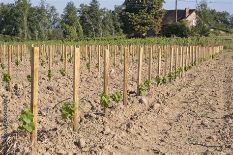 Jeune vigne palissée
