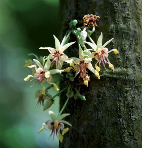 Arbre de cacaoyer en fleurs sur le tronc