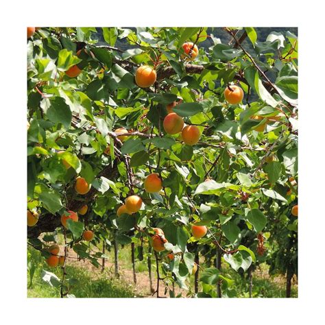 Abricots 'Précoce de Saumur' sur l'arbre
