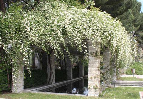 Vue d'ensemble d'une pergola recouverte de Rosa banksiae Lutea en pleine floraison