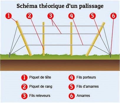 Schéma de palissage d'un rosier liane sur une structure de pergola