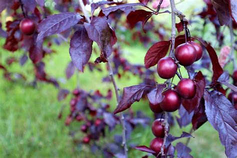 Illustration botanique du Prunus cerasifera montrant ses feuilles ovales et ses fruits globuleux